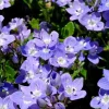 Véronique Liwanensis - Un tapis bleu sans effort