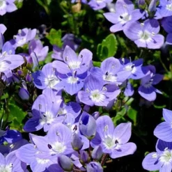 Véronique Liwanensis - Un tapis bleu sans effort