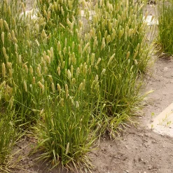 Vulpin des prés panaché - Lumière dorée au jardin