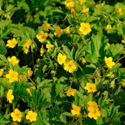 Waldsteinia geoide - Un tapis vert sans effort