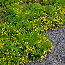 Waldsteinia geoide - Un tapis vert sans effort