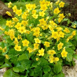 Waldsteinia ternata - Un tapis vert sans effort