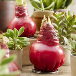 Wax Amaryllis Gloss X Mas Red - Fleurit sans eau ni pot