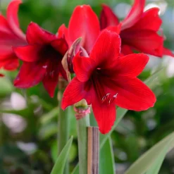 Wax Amaryllis Gloss X Mas Red - Fleurit sans eau ni pot