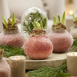 Wax Amaryllis Magic Rosé Gold - Fleurit sans eau ni pot