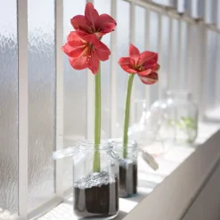 Wax Amaryllis Magic Rosé Gold - Fleurit sans eau ni pot