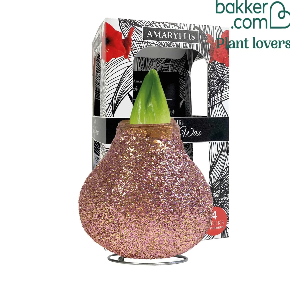 Wax Amaryllis Magic Rosé Gold - Fleurit sans eau ni pot