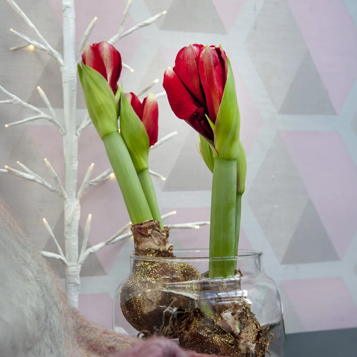 Wax Amaryllis Magic Rosé Gold - Fleurit sans eau ni pot