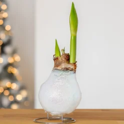 Wax Amaryllis Magic White - Fleurit sans eau ni pot