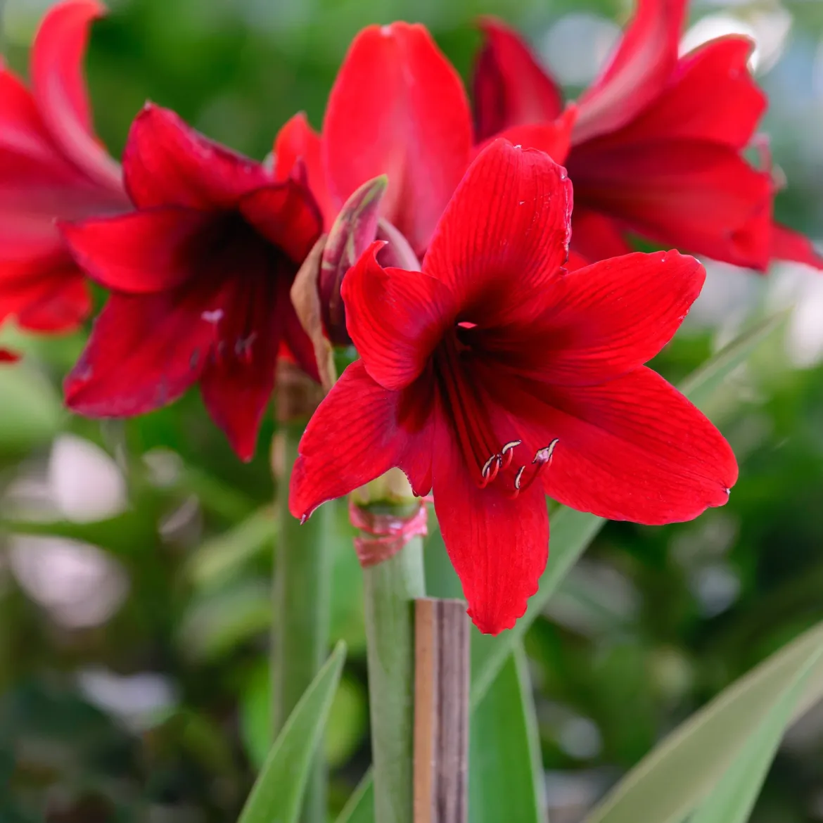 Wax Amaryllis Magic White - Fleurit sans eau ni pot