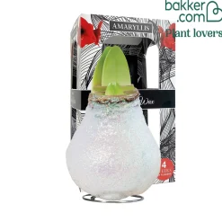 Wax Amaryllis Magic White - Fleurit sans eau ni pot