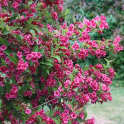 Weigelia Bristol Ruby - Une explosion de fleurs fuchsia