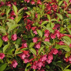 Weigelia Bristol Ruby - Une explosion de fleurs fuchsia
