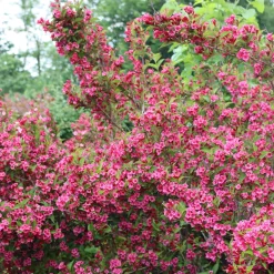 Weigelia Bristol Ruby - Une explosion de fleurs fuchsia