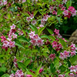 Weigelia Pink Princess - Vague de fleurs roses