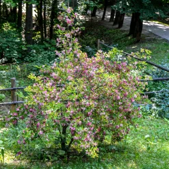 Weigelia Pink Princess - Vague de fleurs roses
