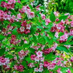 Weigelia Pink Princess - Vague de fleurs roses