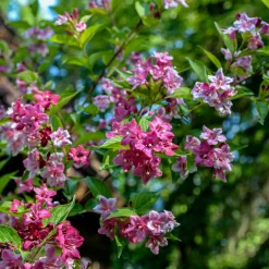 Weigelia Pink Princess - Vague de fleurs roses