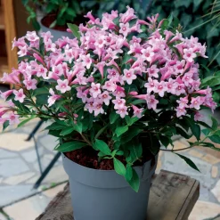 Weigelia Poupée rose - Un nuage rose sur balcon