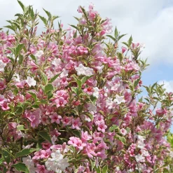 Weigélia florida Variegata - Feuillage panaché, effet garanti