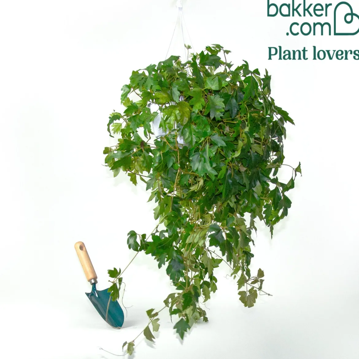 Woningerd Cissus 'Ellen Danica' avec pot suspendu en plastique - Plante suspendue - Cascade verte immédiate