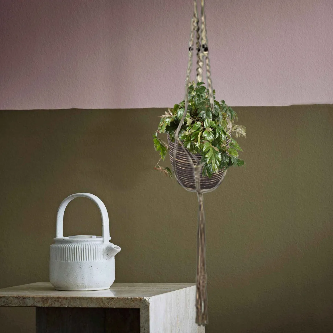 Woningerd Cissus 'Ellen Danica' avec pot suspendu en plastique - Plante suspendue - Cascade verte immédiate