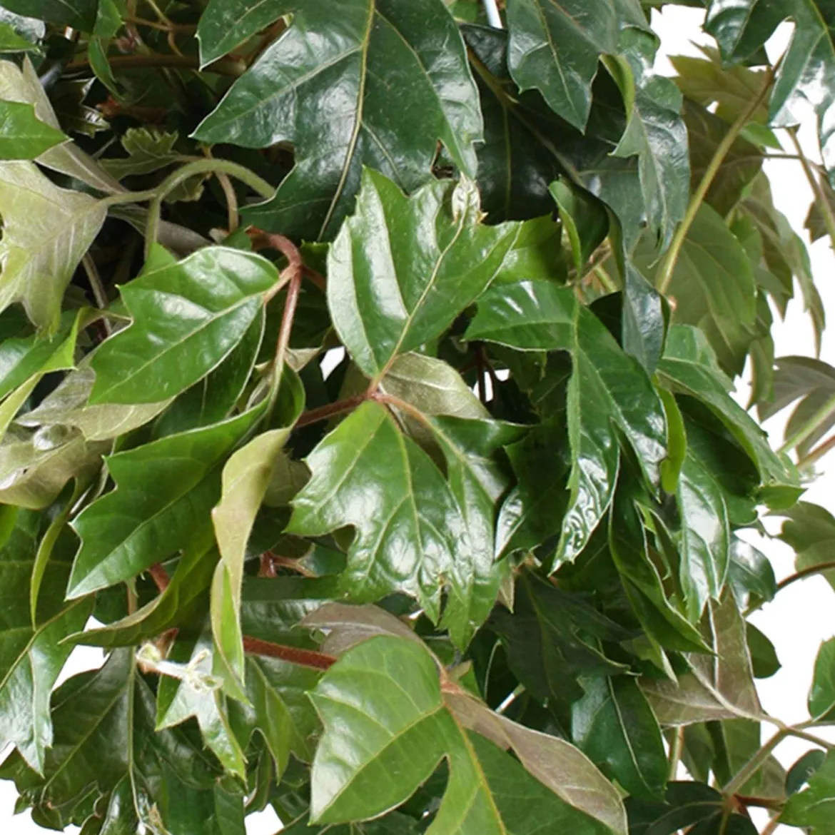 Woningerd Cissus 'Ellen Danica' avec pot suspendu en plastique - Plante suspendue - Cascade verte immédiate
