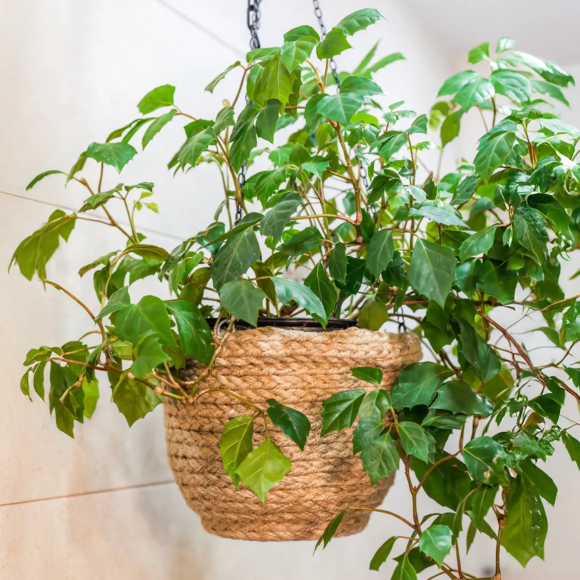 Woningerd Cissus 'Ellen Danica' avec pot suspendu en plastique - Plante suspendue - Cascade verte immédiate