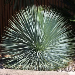 Yucca bleu - Effet désert chic garanti