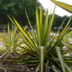 Yucca fillamentosa Colour Guard - L'exotique qui résiste à tout