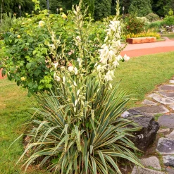 Yucca panaché - L'exotisme sans effort