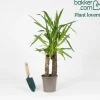 Yucca Yucca elephantipes XL 2 troncs - Le look palmier sans effort