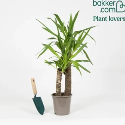 Yucca Yucca elephantipes XL 2 troncs - Le look palmier sans effort