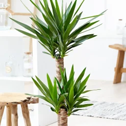 Yucca Yucca elephantipes XL 2 troncs - Le look palmier sans effort