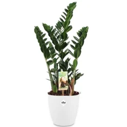 Zamioculcas + cache pot blanc 16 cm. - Feuilles brillantes, croissance lente