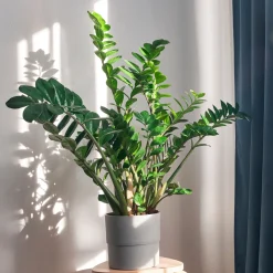 Zamioculcas - Le vert qui pardonne tout