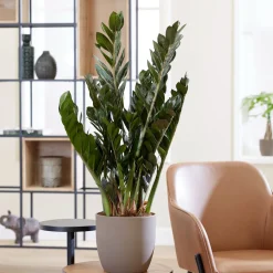 Zamioculcas - Le vert qui pardonne tout