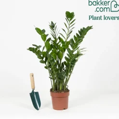 Zamioculcas - Le vert qui pardonne tout