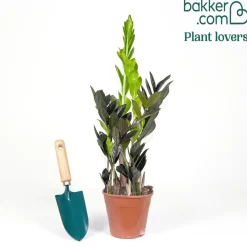 Zamioculcas Raven - Le noir qui fait tout