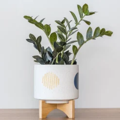 Zamioculcas Raven - Le noir qui fait tout