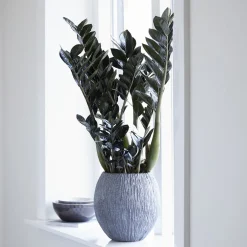 Zamioculcas Raven - Le noir qui fait tout