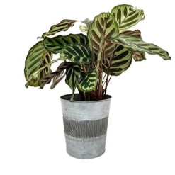 Zinc Bucket - Le style déco qui range tout