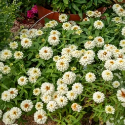 Zinnia Double Blanc - Des bouquets blancs tout l'été
