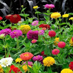 Zinnia à fleurs de dahlia en mélange - Des bouquets tout l'été