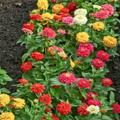 Zinnia à fleurs de dahlia en mélange - Des bouquets tout l'été