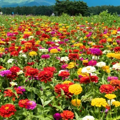 Zinnia à fleurs de dahlia en mélange - Des bouquets tout l'été