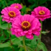 Zinnia fuchsia - Un été rose vif sans effort