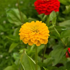 Zinnia jaune - Un été jaune sans effort