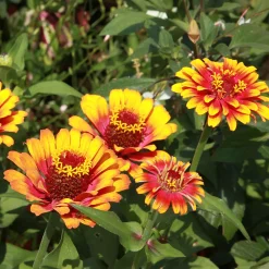 Zinnia élégant à fleurs doubles Caroussel en mélange - Massif coloré tout l'été