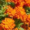 Zinnia orange - L'été en orange vif